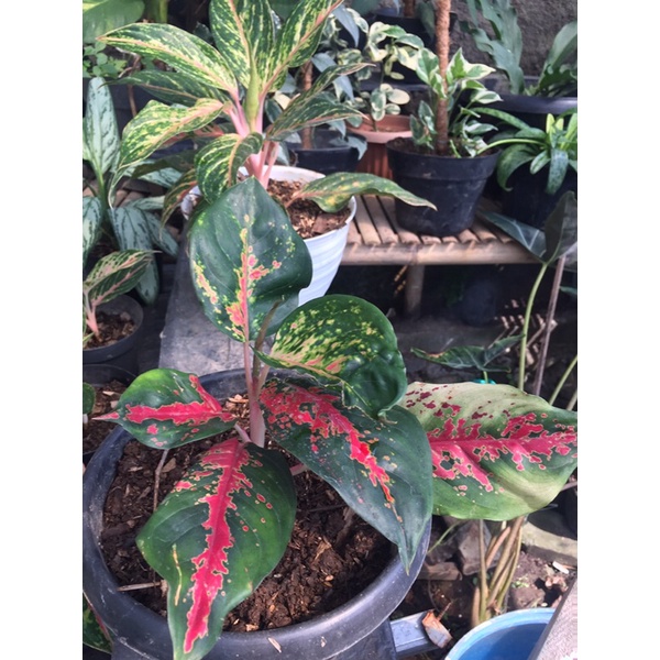 aglonema kocin camelon