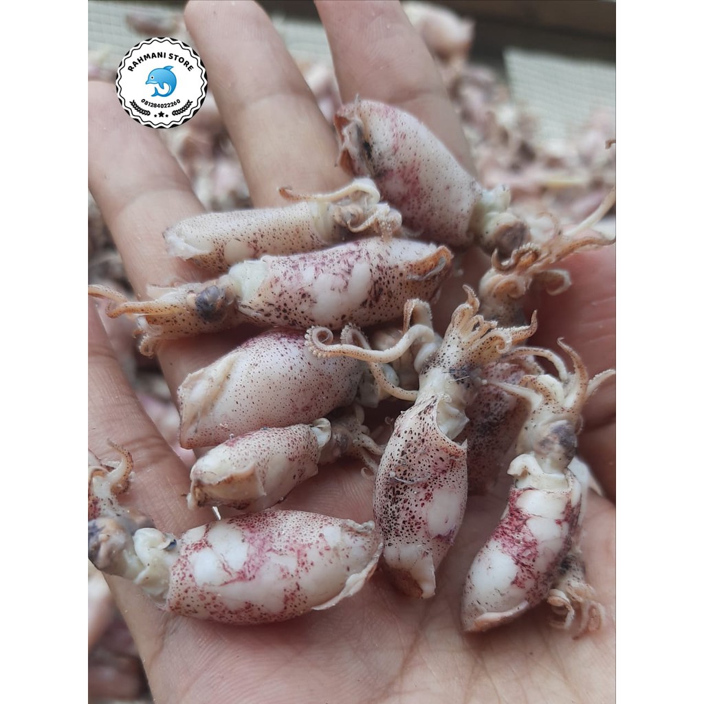 

baby cumi asin uk 3-4cm 1 kg