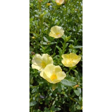 SALE 50 STEK KROKOT HIJAU EPAL(BELI 3 PAKET BONUS 1 PAKET