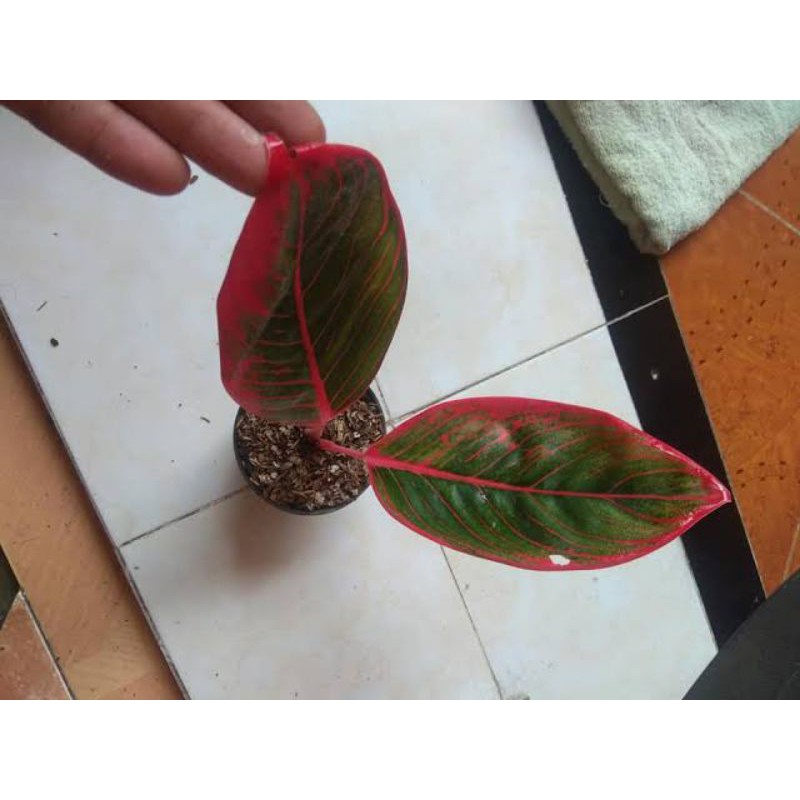 bonggolan aglonema lotus+khanza