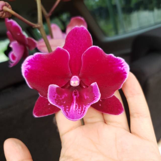 Tanaman Hias Anggrek Phalaenopsis Anggrek Bulan Taiwan Merah Hati Shopee Indonesia