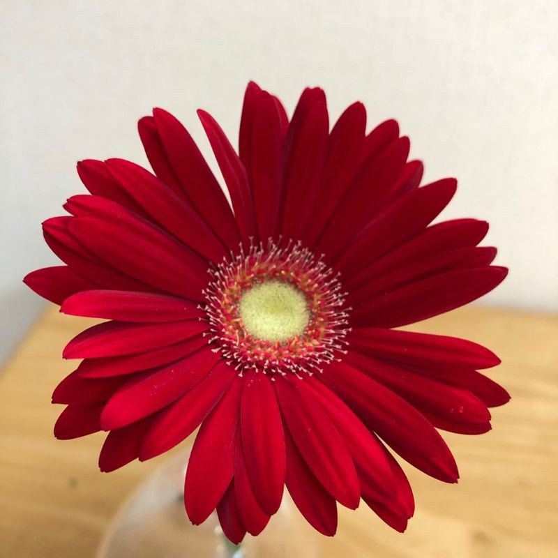 bibit bunga garbera-Merah