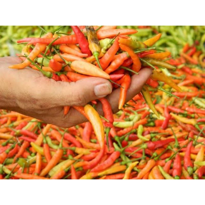 

Cabe Rawit Merah - Ekstra Pedas/ 100gr