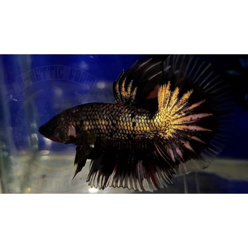 ikan cupang halfmoon avatar copper