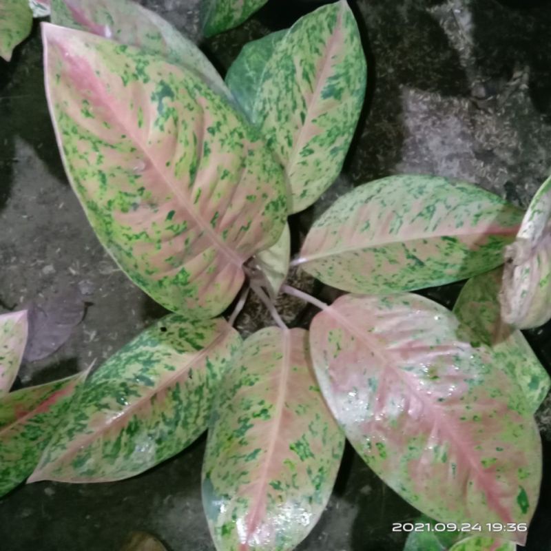 aglonema bigroy indukan