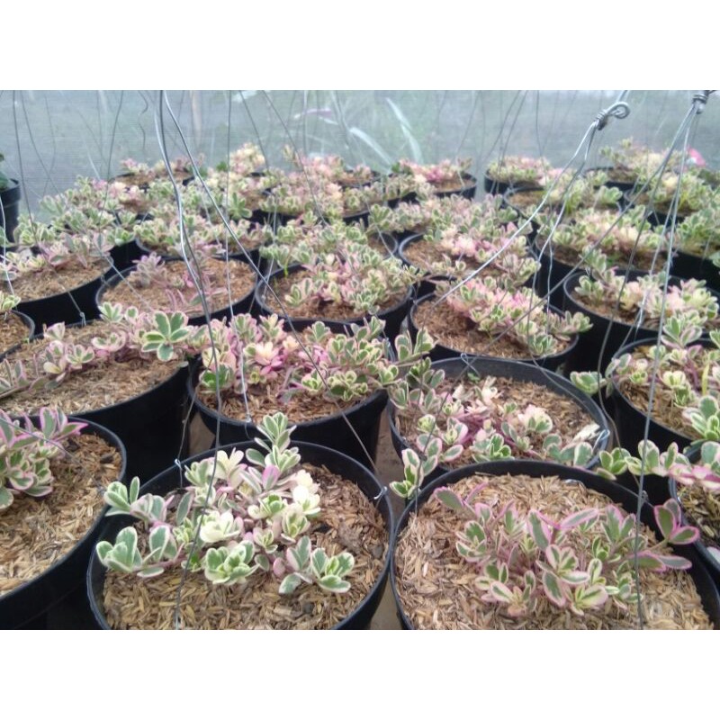 Krokot varigata/krokot pink