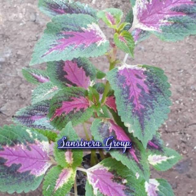 Tanaman miana / Daun iler / Tanaman iler