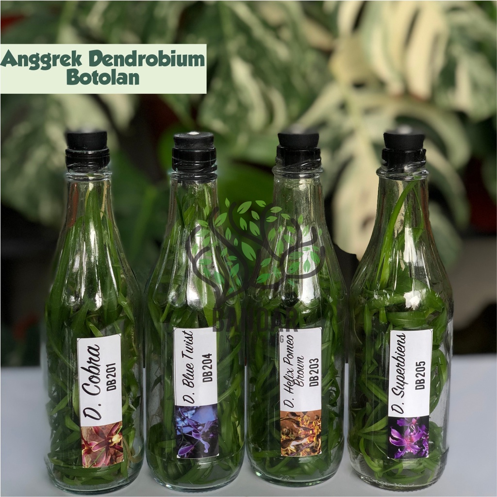 Anggrek  Dendrobium Botolan Bibit Anggrek Dendro Dalam Botol