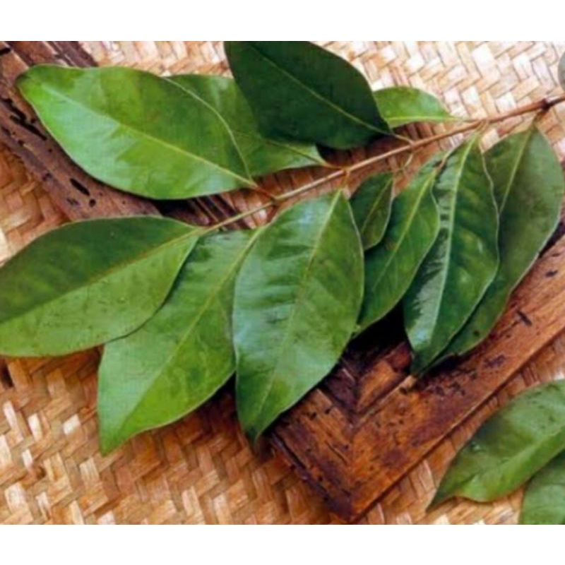 

daun salam || daunseribu manfaat || bumbu masak