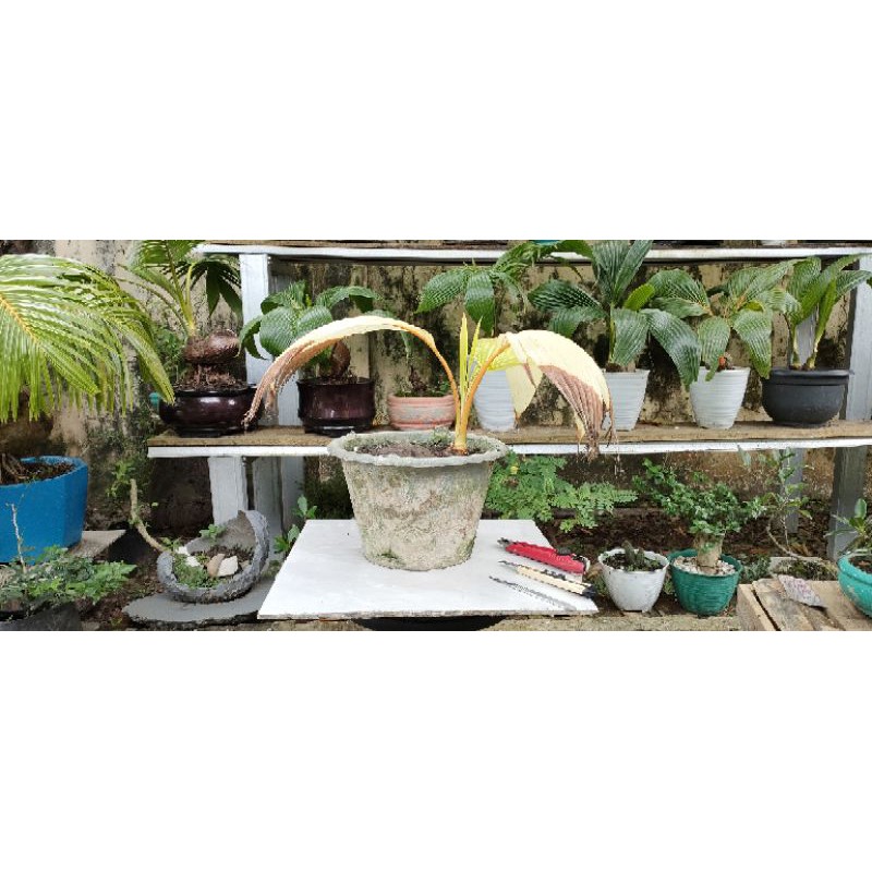 bonsai kelapa albino gold