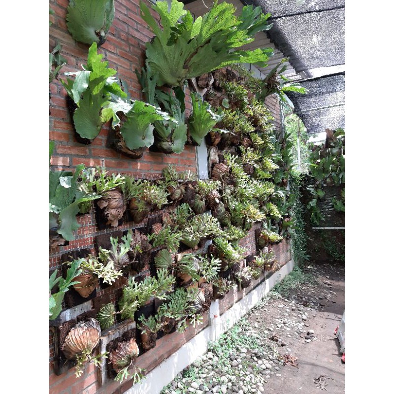 Platycerium Ridleyi Shopee Indonesia