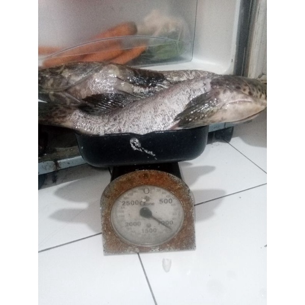 

MURAHH IKAN BASAH LAUT !!!