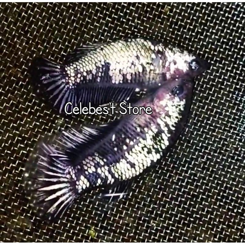 PAIR CUPANG AVATAR COPPER GOLD SIZE M