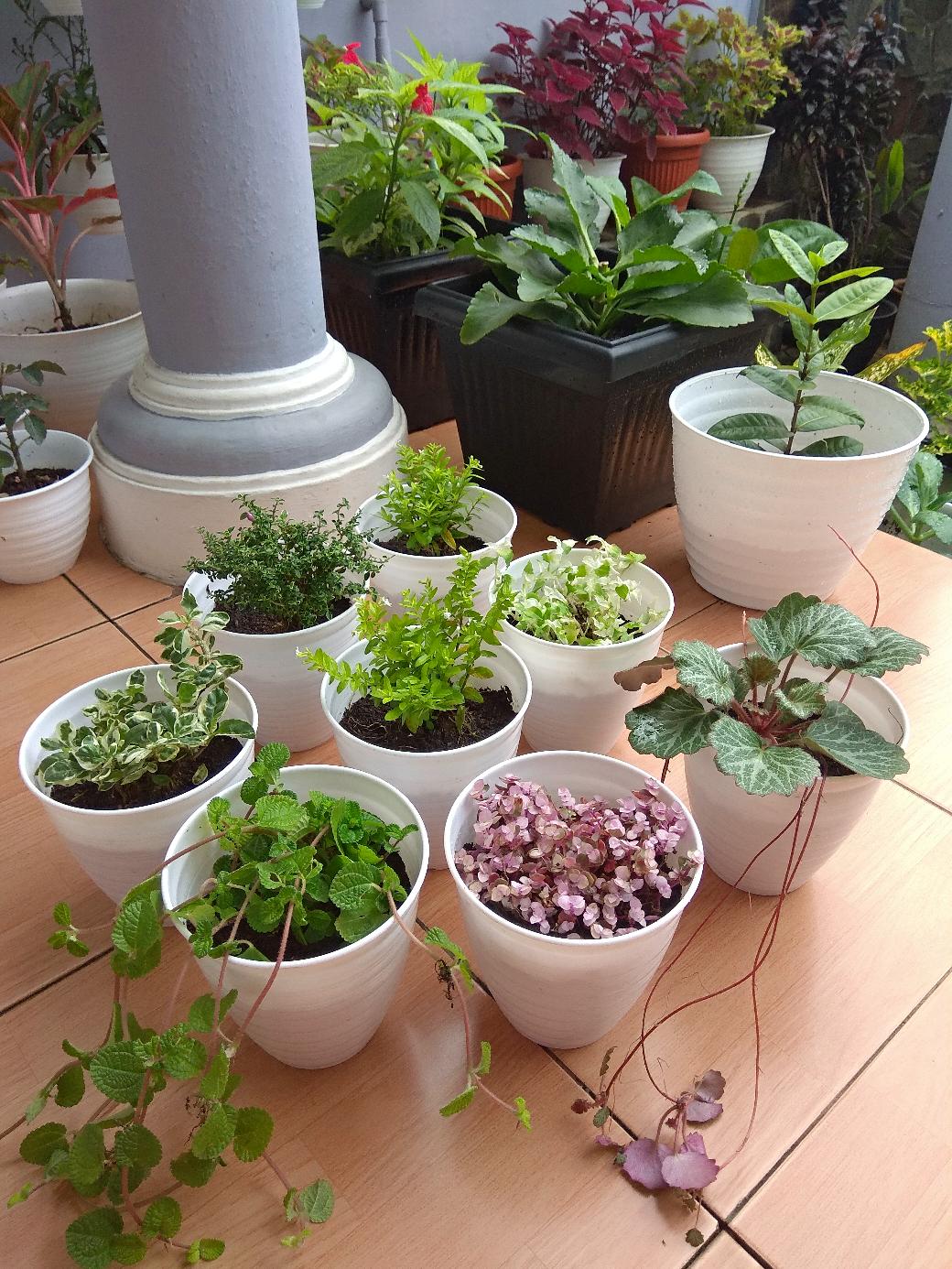 Tanaman Gantung Pilea Nummuraliifolia