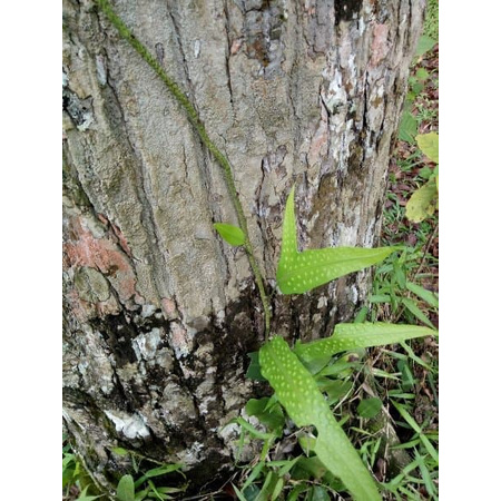 Bibit Tanaman Pakis Rambat Paku Hutan Langka
