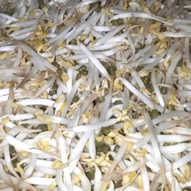 

SAYUR TAUGE KECAMBAH PANJANG 250 GRAM