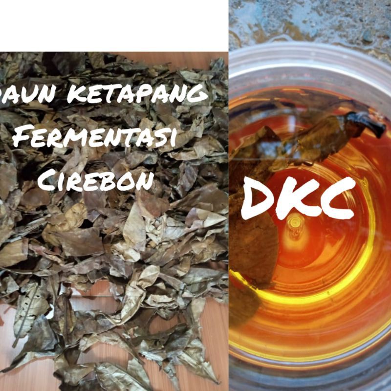 

Daun ketapang Merah Fermentasi Termurah isi 1000gr