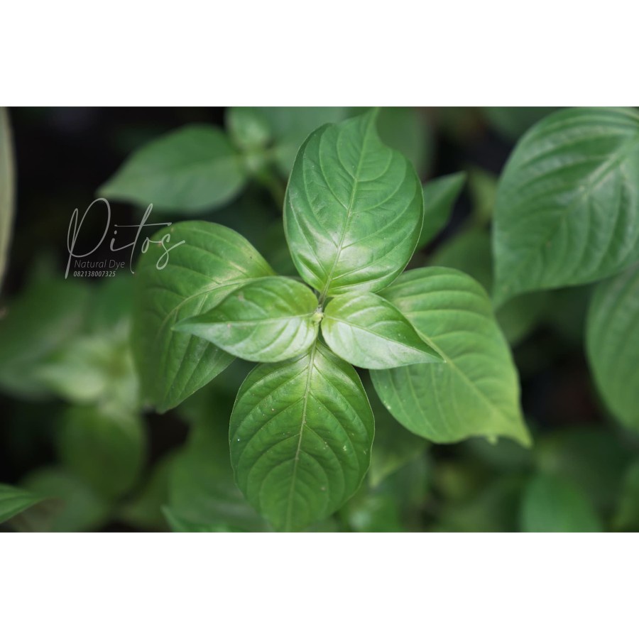 Bibit Pohon Truja Ecoprint