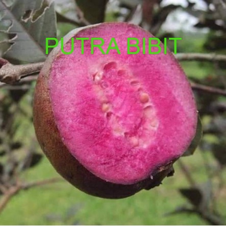 

janbu merah australia