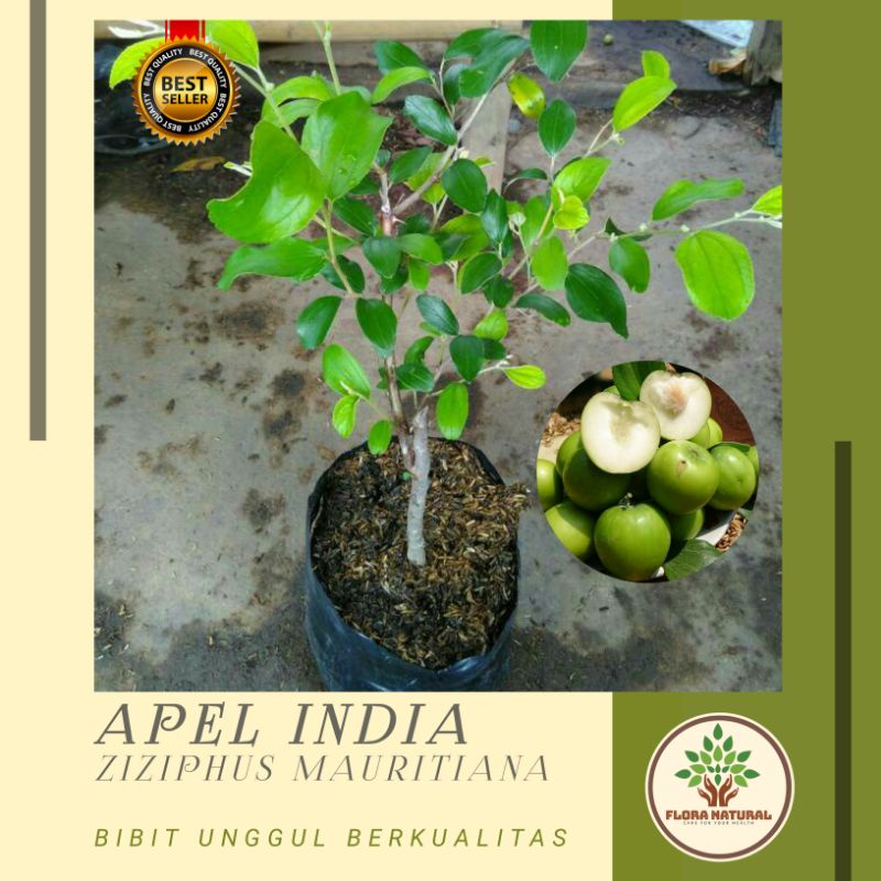 Bibit tanaman apel putsa Pohon apel - apel india