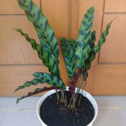 Bunga Calathea Kalatea Ekor Ayam Jago Cantik Murah Berkualitas