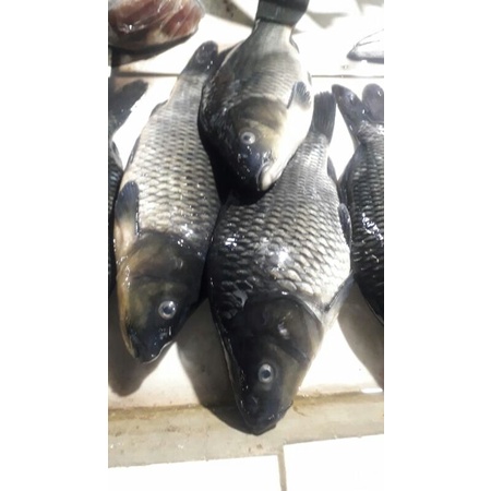 

ikan emas segar 500grm