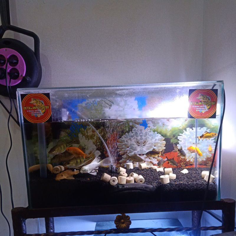 

ikan hias