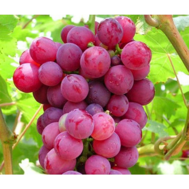 Bibit Anggur Merah Super Hasil Stek Batang Mudah Berbuah