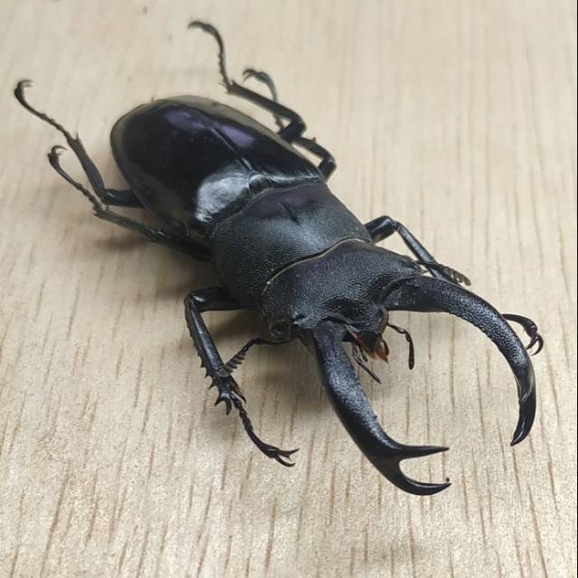 AWETAN SERANGGA ASLI/TAXIDERMY KUMBANG CAPIT BUQUETY