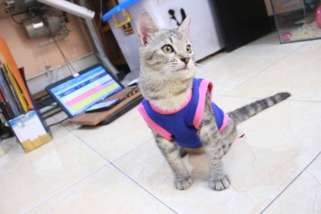 Kaos biru motif ikan lucu untuk kucing dan anjing size S M L XL