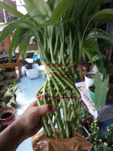 Bibit Tanaman Sri Rejeki