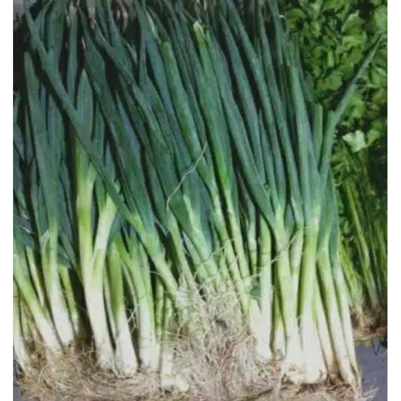 

Daun Bawang Seledri