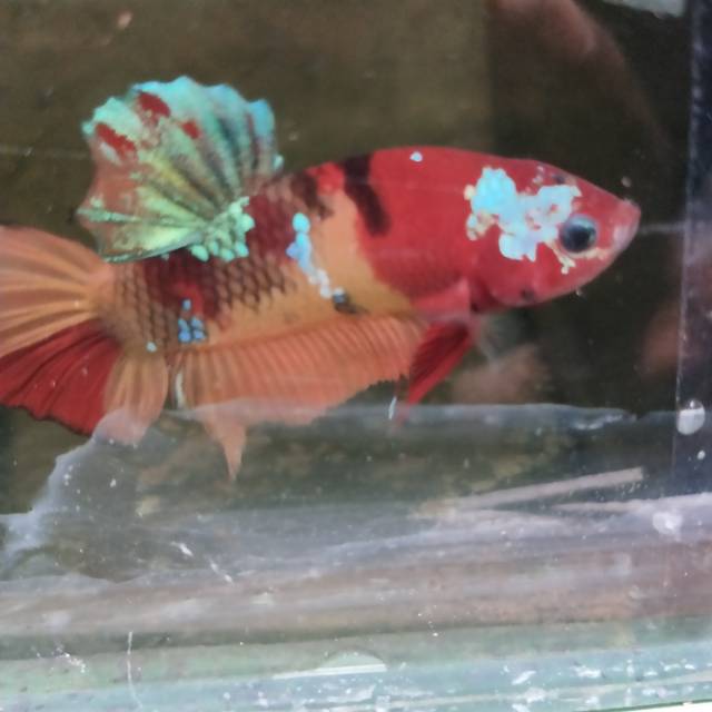 IKAN CUPANG Nemo galaxy