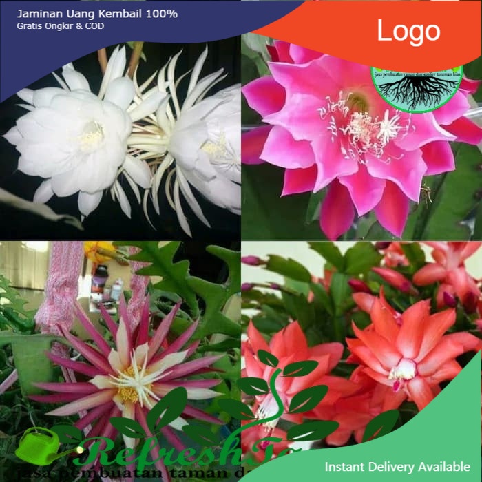 paket 4 tanaman hias wijaya kusuma - bibit bunga wijaya kusuma