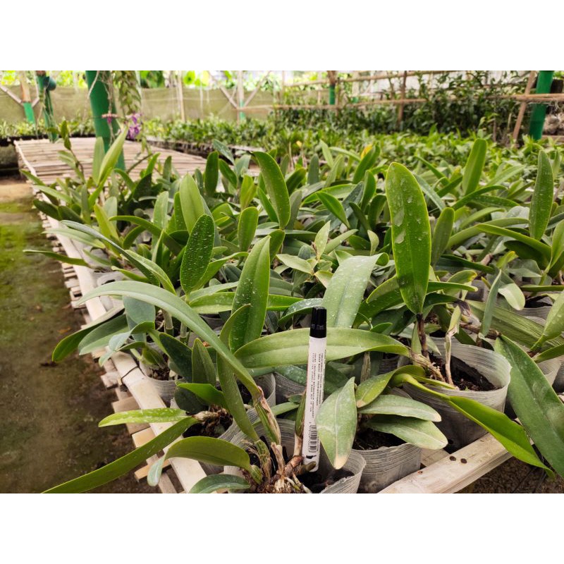 Anggrek Cattleya Dewasa