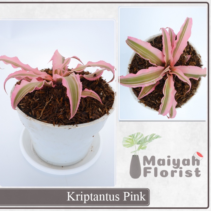 Cryptanthus Pink - Kriptantus Pink - Tanaman Hias