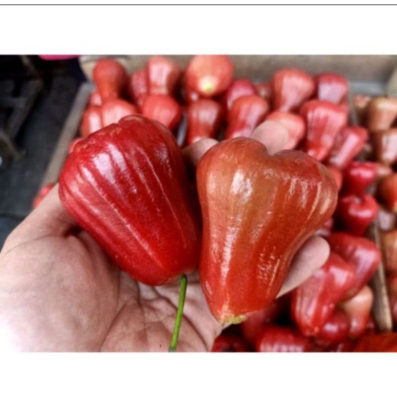

BUAH JAMBU CITRA GRADE A SUPER BESAR SEKILO ISI 13-18