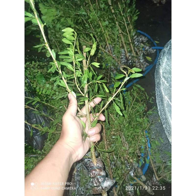 Bibit kaliandra sulimaraja / surinamensis