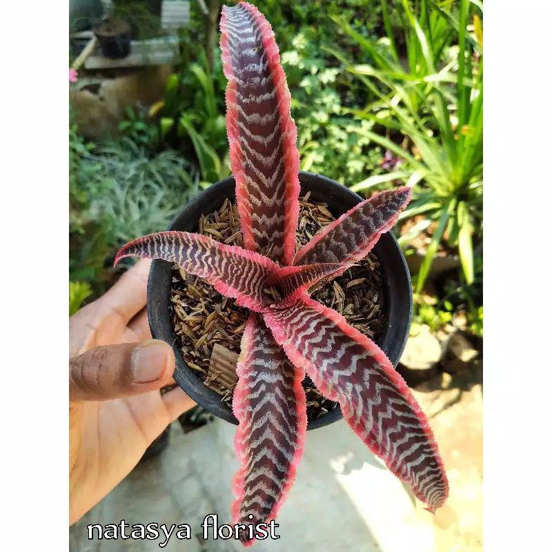 TANAMAN HIAS SANSIVERA TOKEK GARIS MERAH