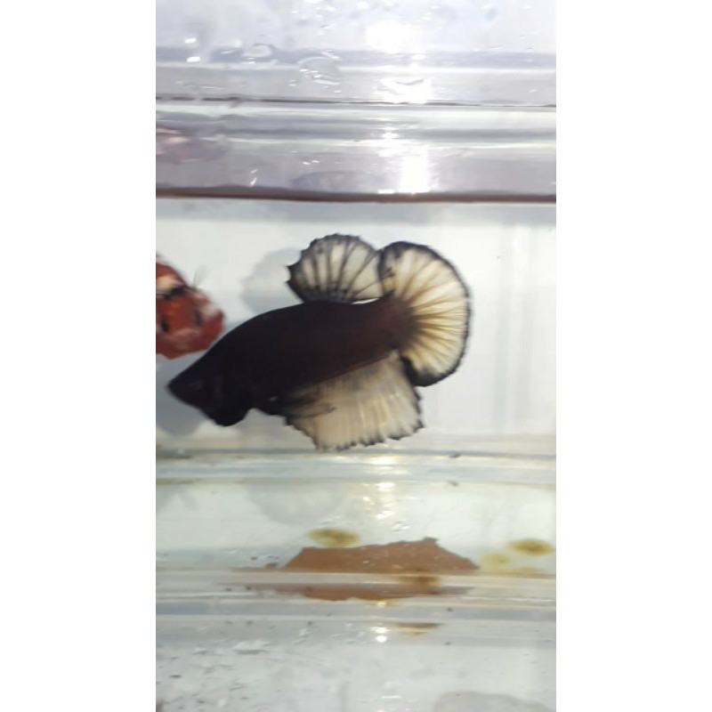 AVATAR KUNCOP