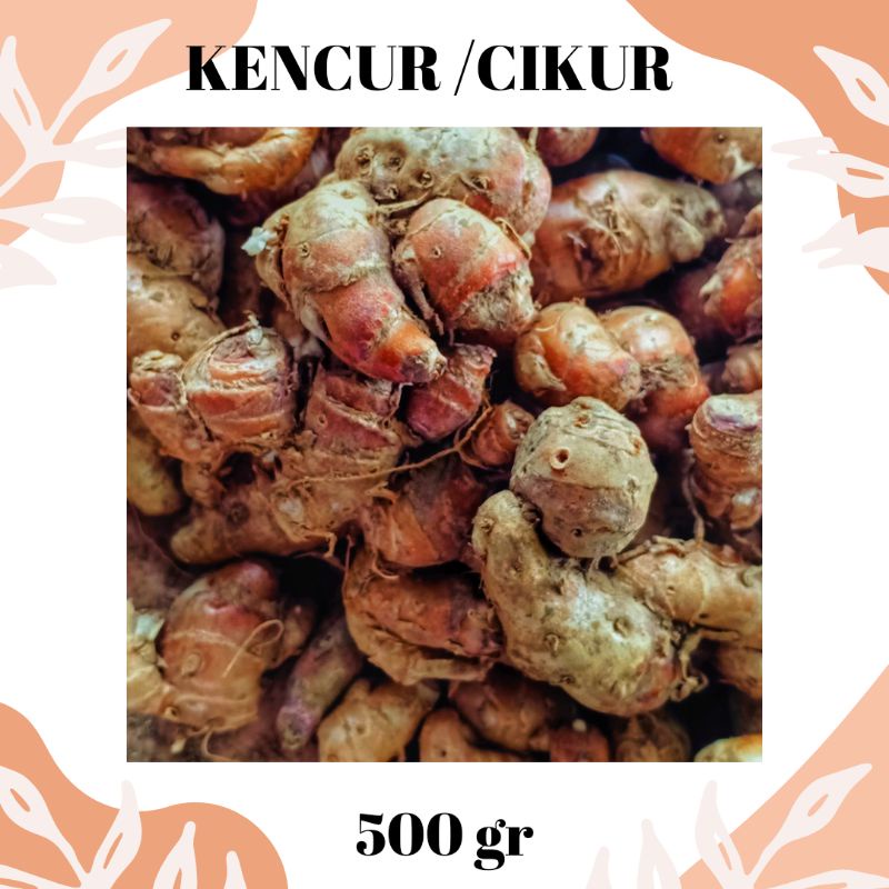

kencur/cikur segar
