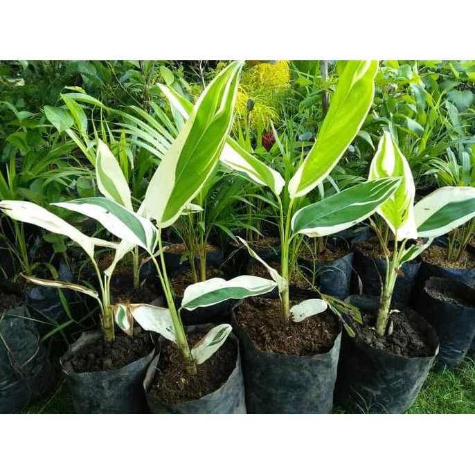 U* Garut Varigata *_$