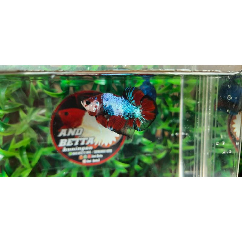 

Ikan Cupang Mable Dot / Multicolour