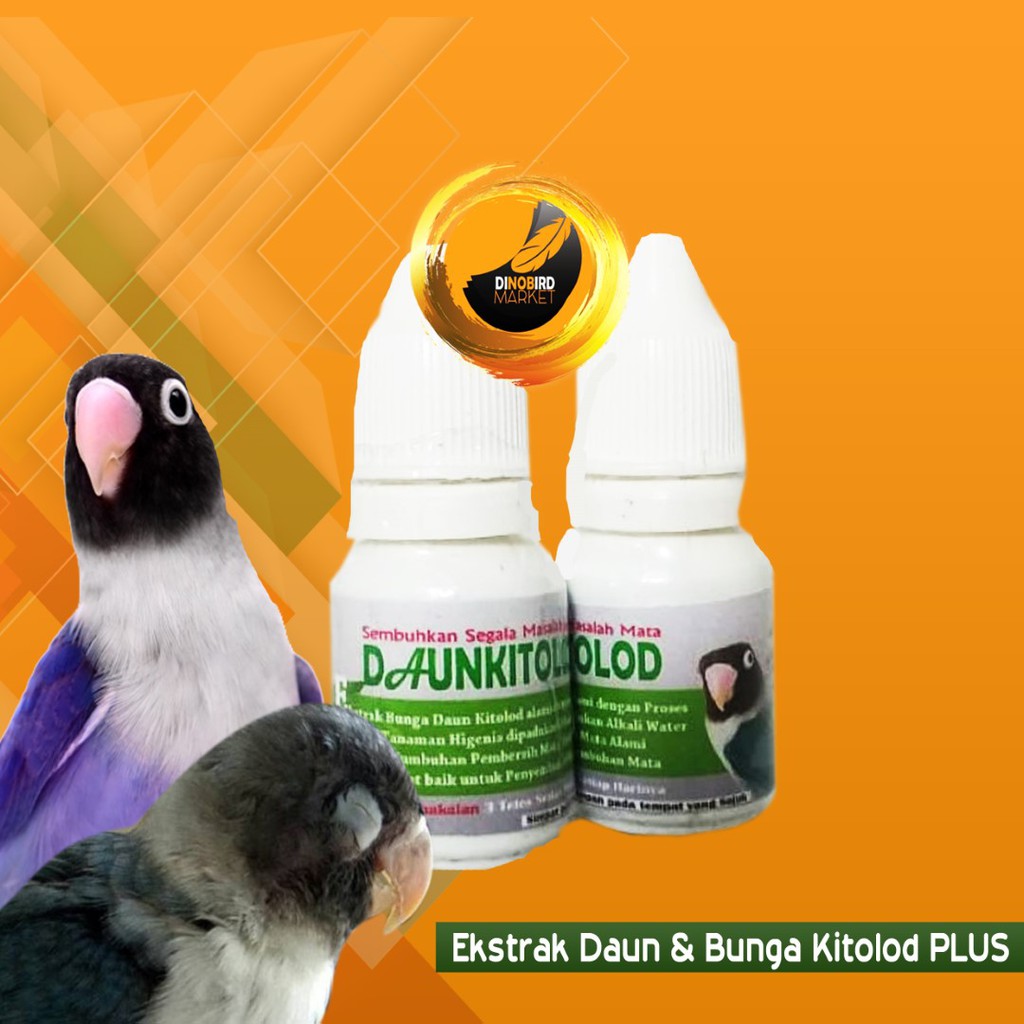 DAUN KITOLOT OBAT  TETES MATA  BURUNG  DAUN KITOLOD ALAMI  