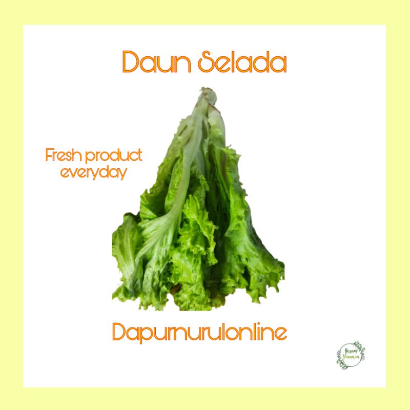 

Daun selada segar 250gr - 1 kg