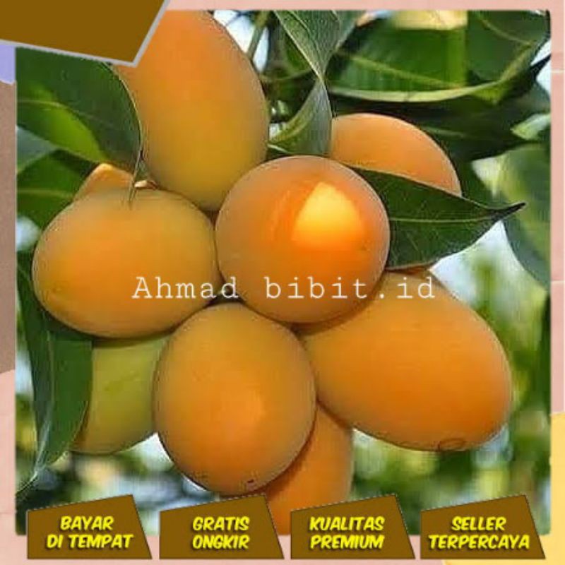 POHON MANGGA MADU ANGGUR BIBIT MANGGA MADU TANAMAN MANGGA POHON MANGGA MADU ANGGUR BIBIT MANGGA MADU TANAMAN MANGGA
