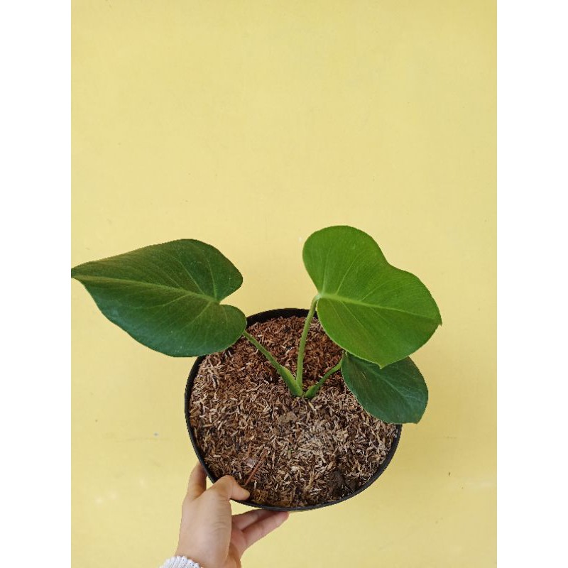 Monstera King Deliciosa Anakan
