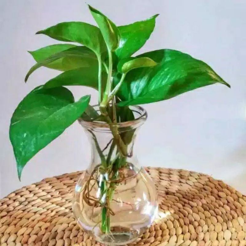 Sirih Gading Belanda Hijau ~ tanaman air aquascape paludarium cupang guppy