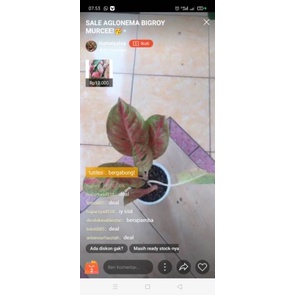 Aglonema Bigroy Live Sale Mba Arini