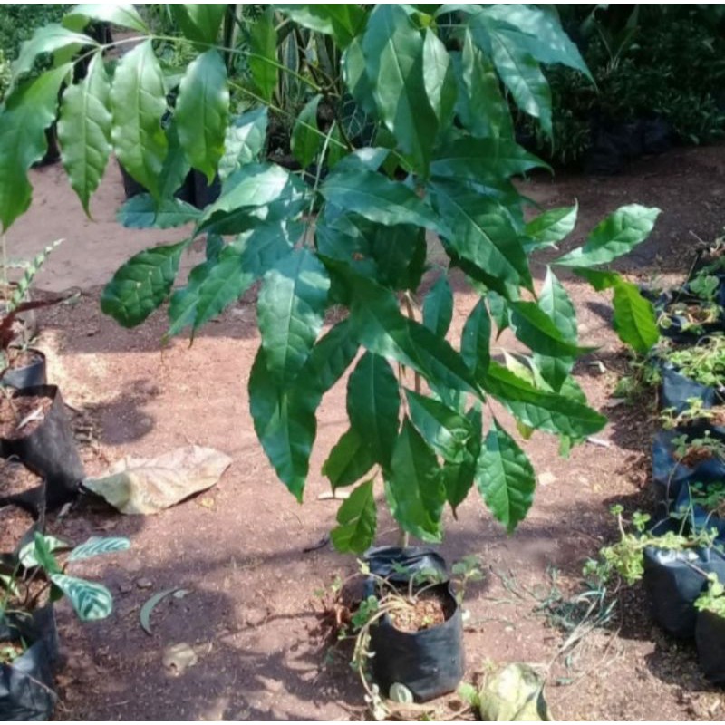 pohon Tabebuya ungu tinggi 1meter